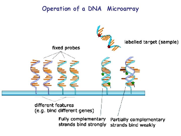 Operation of a DNA Microarray 