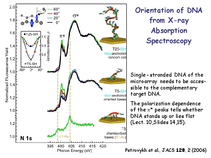 Orientation of DNA from X-ray Absorption Spectroscopy Single - stranded DNA of the microarray