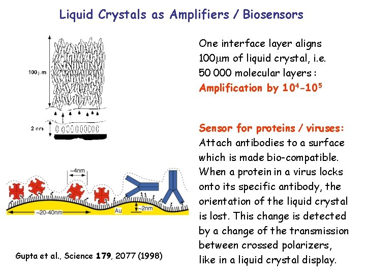Liquid Crystals as Amplifiers / Biosensors One interface layer aligns 100 m of liquid