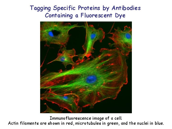 Tagging Specific Proteins by Antibodies Containing a Fluorescent Dye Immunofluorescence image of a cell.