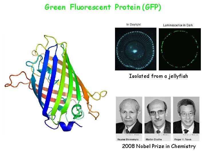 Green Fluorescent Protein (GFP) Isolated from a jellyfish 2008 Nobel Prize in Chemistry 