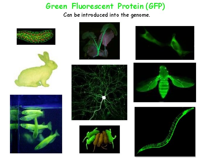 Green Fluorescent Protein (GFP) Can be introduced into the genome. 