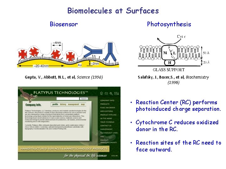 Biomolecules at Surfaces Biosensor Gupta, V. , Abbott, N. L. , et al, Science
