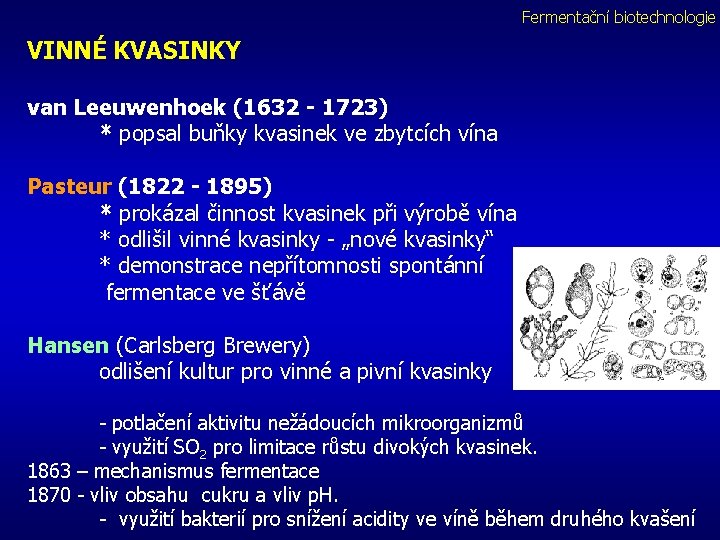 Fermentační biotechnologie VINNÉ KVASINKY van Leeuwenhoek (1632 - 1723) * popsal buňky kvasinek ve