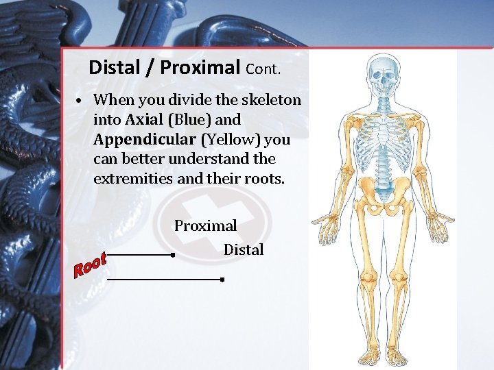 Distal / Proximal Cont. • When you divide the skeleton into Axial (Blue) and