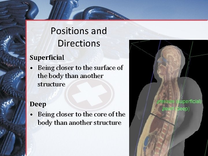 Positions and Directions Superficial • Being closer to the surface of the body than