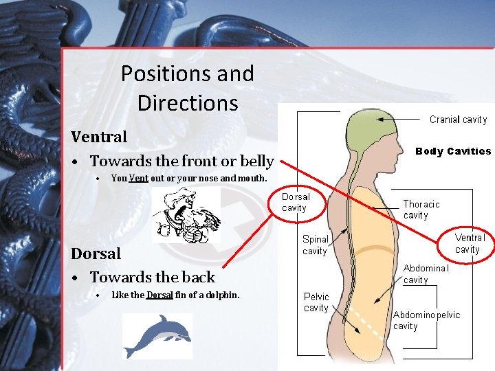 Positions and Directions Ventral • Towards the front or belly • You Vent out