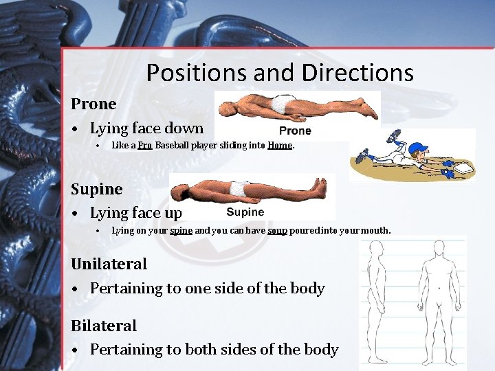 Positions and Directions Prone • Lying face down • Like a Pro Baseball player