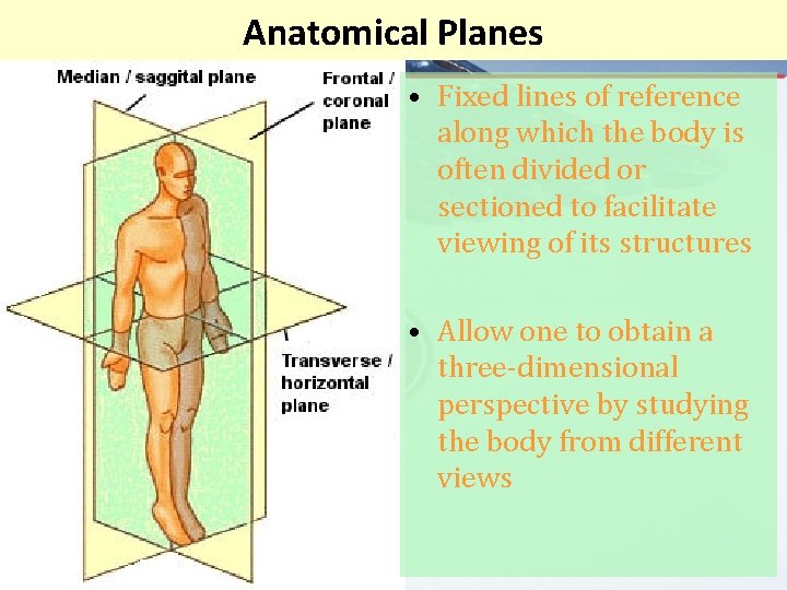 Anatomical Planes • Fixed lines of reference along which the body is often divided