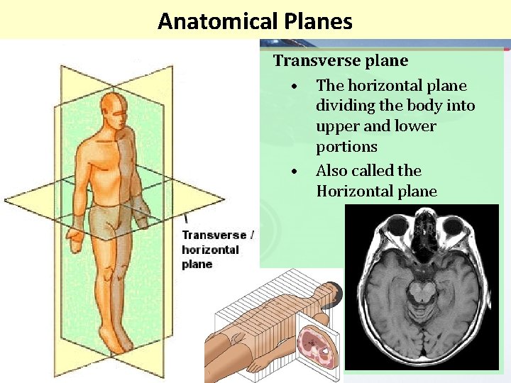 Anatomical Planes Transverse plane • The horizontal plane dividing the body into upper and