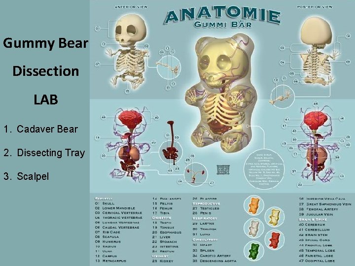 Gummy Bear Dissection LAB 1. Cadaver Bear 2. Dissecting Tray 3. Scalpel 