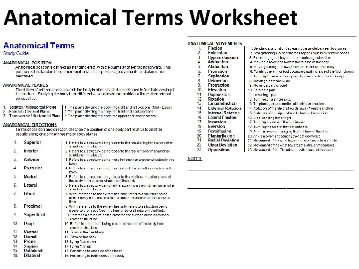 Anatomical Terms Worksheet 
