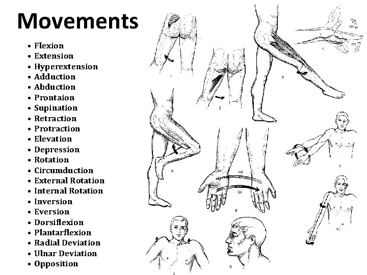 Movements • Flexion • Extension • Hyperextension • Adduction • Abduction • Prontaion •
