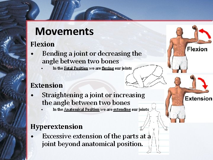 Movements Flexion • Bending a joint or decreasing the angle between two bones •