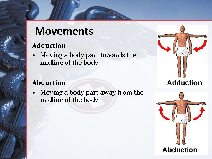 Movements Adduction • Moving a body part towards the midline of the body Abduction