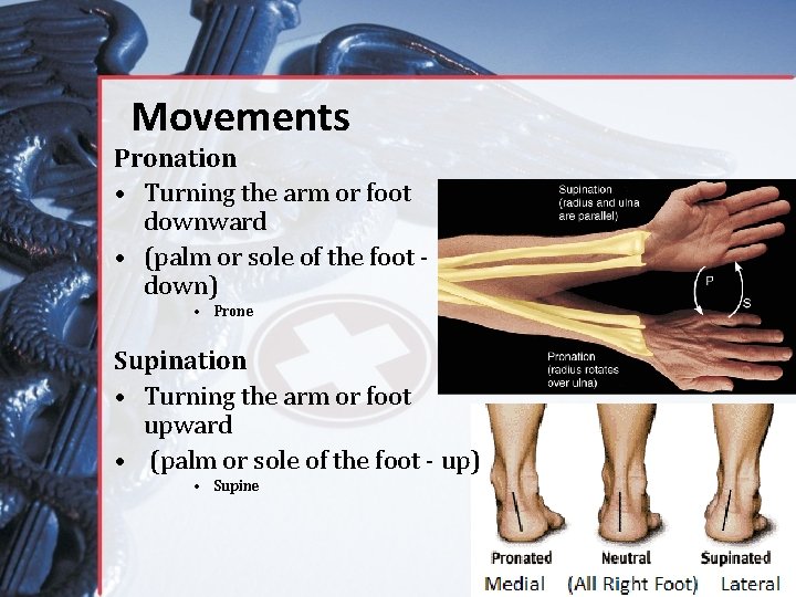 Movements Pronation • Turning the arm or foot downward • (palm or sole of
