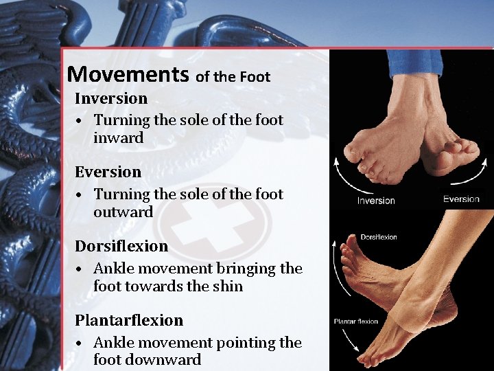Movements of the Foot Inversion • Turning the sole of the foot inward Eversion