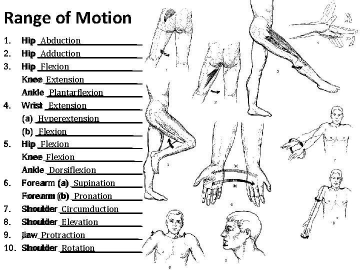 Range of Motion 1. 2. 3. _____________ Hip _Abduction_____________ Hip _Adduction_____________ Hip _Flexion__________ Knee_Extension____________