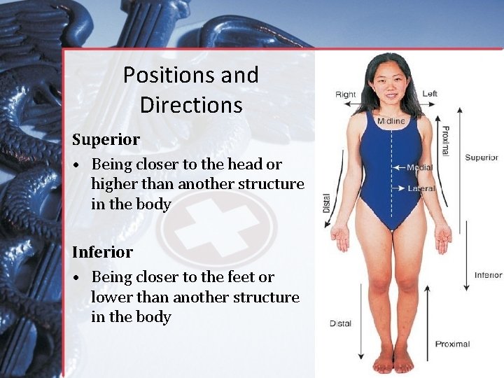 Positions and Directions Superior • Being closer to the head or higher than another
