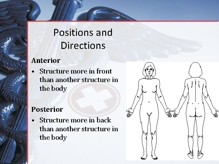 Positions and Directions Anterior • Structure more in front than another structure in the