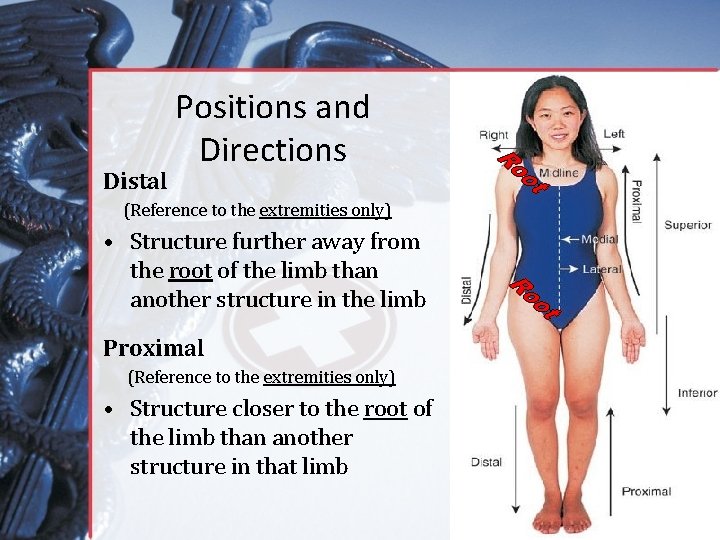 Distal Positions and Directions (Reference to the extremities only) • Structure further away from