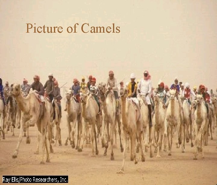 Picture of Camels 10/1/98 47 