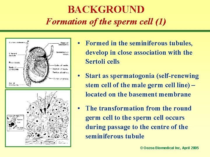 BACKGROUND Formation of the sperm cell (1) • Formed in the seminiferous tubules, develop