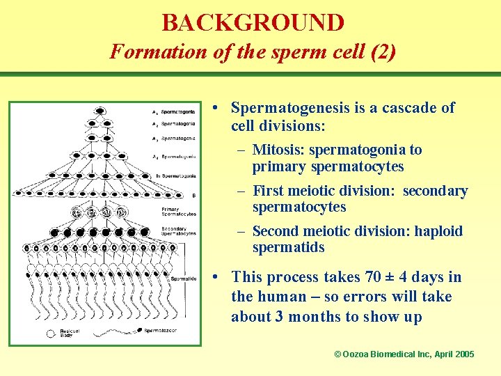 BACKGROUND Formation of the sperm cell (2) • Spermatogenesis is a cascade of cell