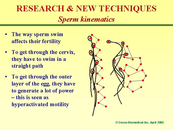 RESEARCH & NEW TECHNIQUES Sperm kinematics • The way sperm swim affects their fertility