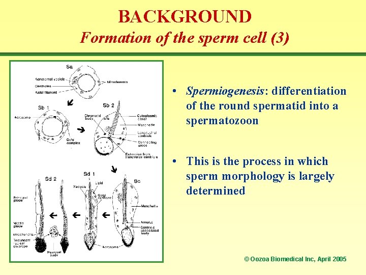 BACKGROUND Formation of the sperm cell (3) • Spermiogenesis: differentiation of the round spermatid