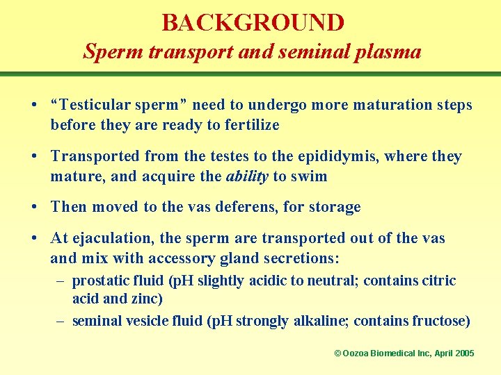 BACKGROUND Sperm transport and seminal plasma • “Testicular sperm” need to undergo more maturation