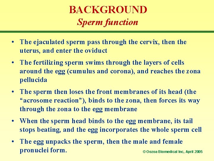 BACKGROUND Sperm function • The ejaculated sperm pass through the cervix, then the uterus,