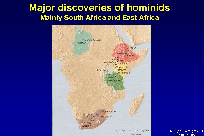 Major discoveries of hominids Mainly South Africa and East Africa Mulligan, Copyright 2011 All