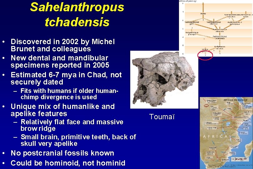 Sahelanthropus tchadensis • Discovered in 2002 by Michel Brunet and colleagues • New dental