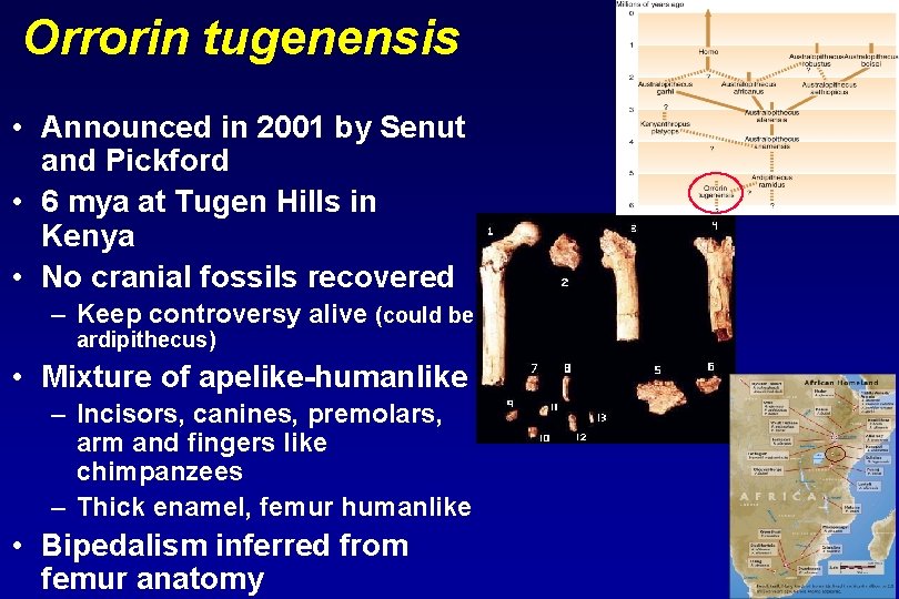 Orrorin tugenensis • Announced in 2001 by Senut and Pickford • 6 mya at