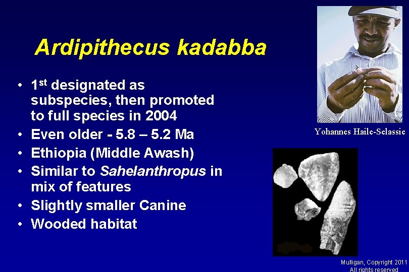 Ardipithecus kadabba • 1 st designated as subspecies, then promoted to full species in