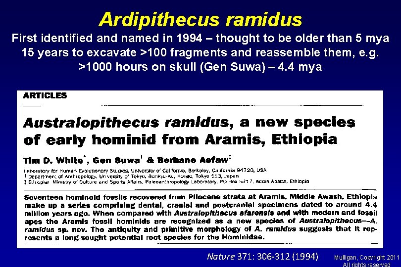 Ardipithecus ramidus First identified and named in 1994 – thought to be older than