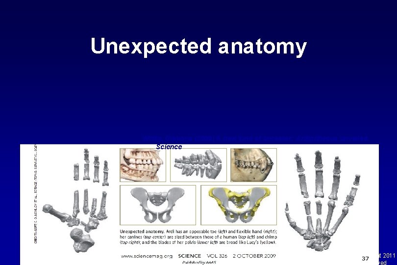 Unexpected anatomy White, Gibbons (2009) A new kind of ancestor: Ardipithecus unveiled. Science Mulligan,