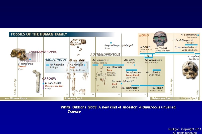 White, Gibbons (2009) A new kind of ancestor: Ardipithecus unveiled. Science Mulligan, Copyright 2011