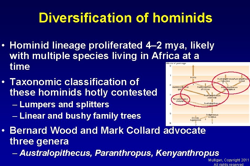 Diversification of hominids • Hominid lineage proliferated 4– 2 mya, likely with multiple species