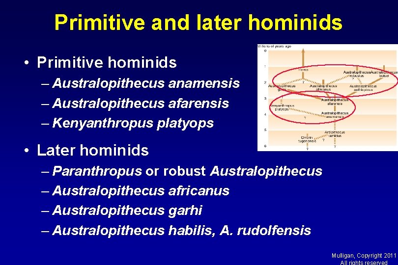 Primitive and later hominids • Primitive hominids – Australopithecus anamensis – Australopithecus afarensis –