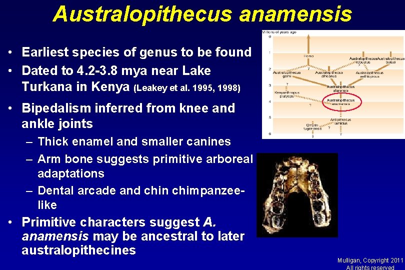 Australopithecus anamensis • Earliest species of genus to be found • Dated to 4.