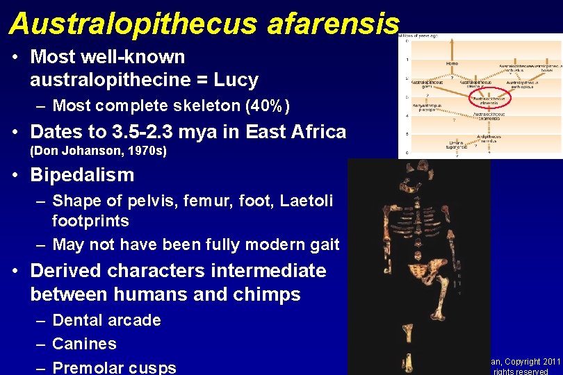 Australopithecus afarensis • Most well-known australopithecine = Lucy – Most complete skeleton (40%) •