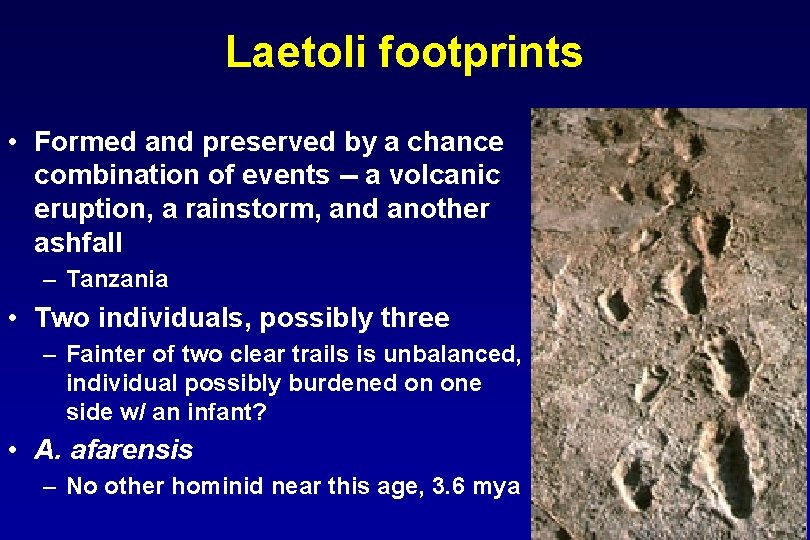 Laetoli footprints • Formed and preserved by a chance combination of events -- a