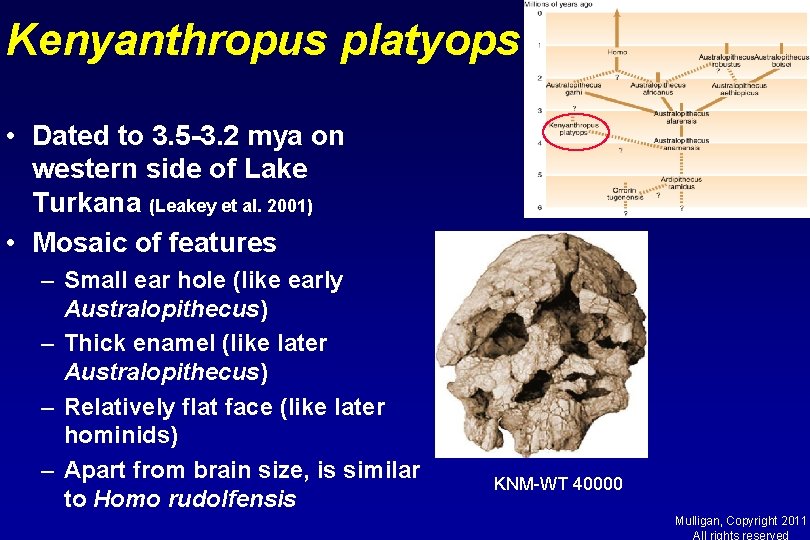 Kenyanthropus platyops • Dated to 3. 5 -3. 2 mya on western side of