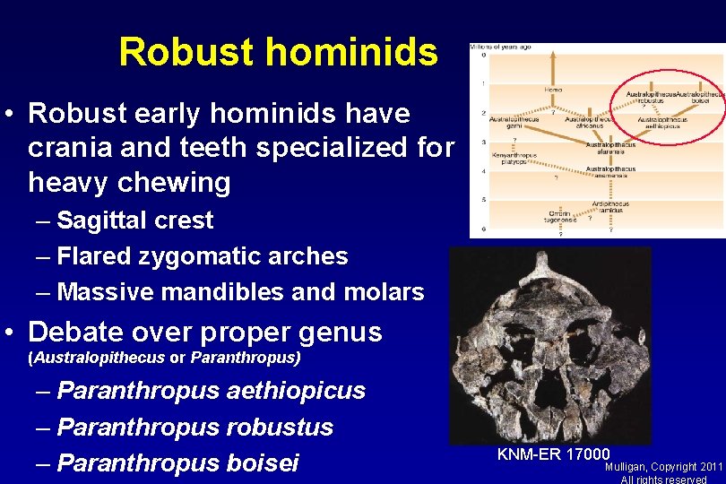 Robust hominids • Robust early hominids have crania and teeth specialized for heavy chewing