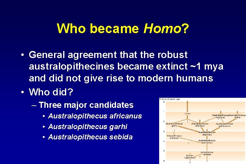 Who became Homo? • General agreement that the robust australopithecines became extinct ~1 mya