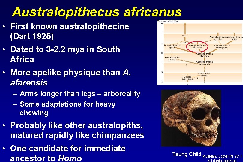 Australopithecus africanus • First known australopithecine (Dart 1925) • Dated to 3 -2. 2
