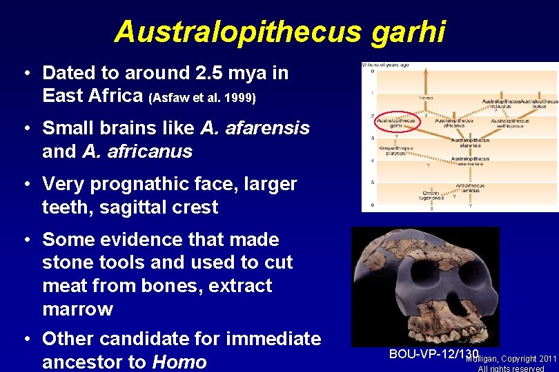 Australopithecus garhi • Dated to around 2. 5 mya in East Africa (Asfaw et