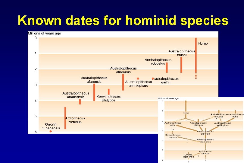 Known dates for hominid species Mulligan, Copyright 2011 All rights reserved 